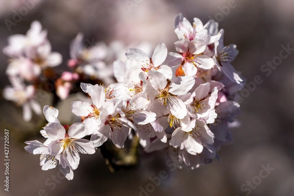 Obraz cherry blossoms in spring