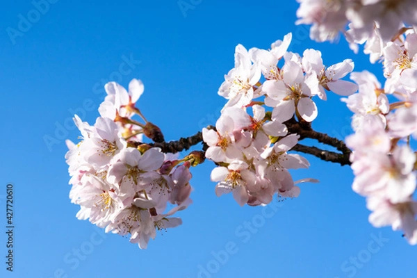 Obraz cherry blossoms in spring