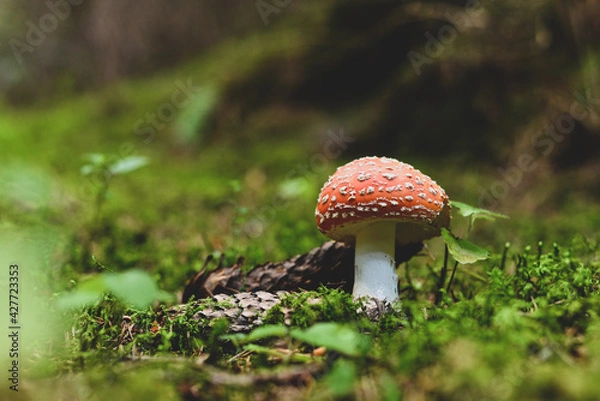 Obraz fly mushroom in forest