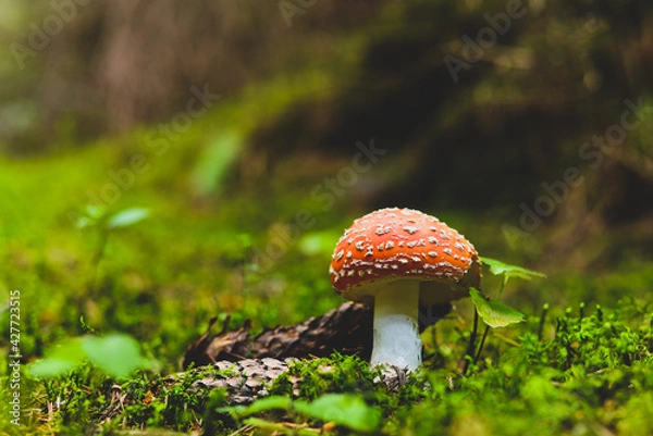 Obraz fly agaric mushroom in forest