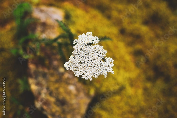 Obraz yarrow 