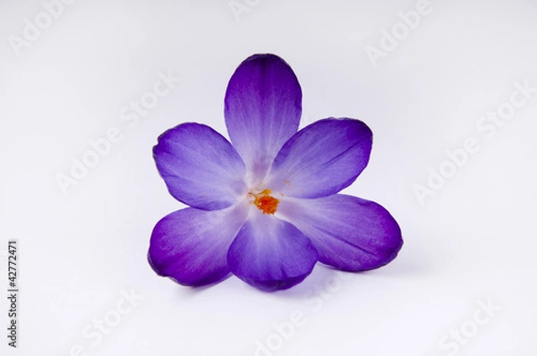 Obraz fioletowy kwiat krokusa