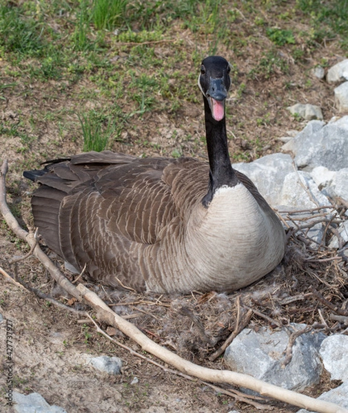 Obraz Female canada goose with mouth open hissing while sitting on nest