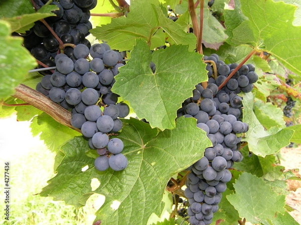 Obraz Dornfelder Rebstock