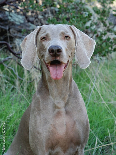 Obraz Weimaraner dog.