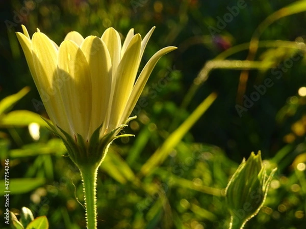 Obraz White flower with sunlight