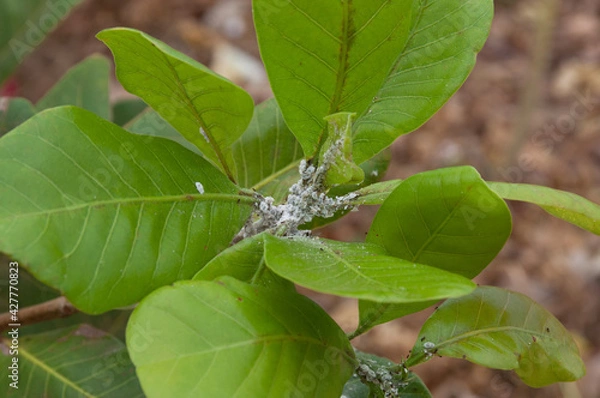 Obraz mealybug eating up plant