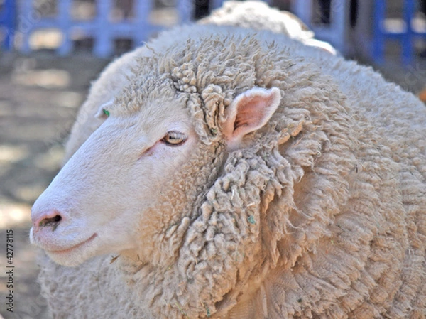 Obraz close up shot of an Australian adult merino sheep