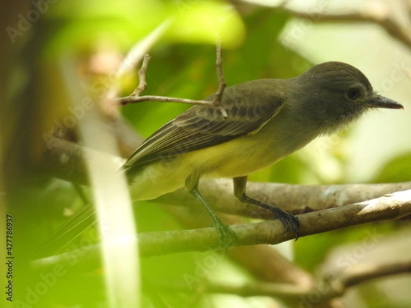 Obraz robin on a branch