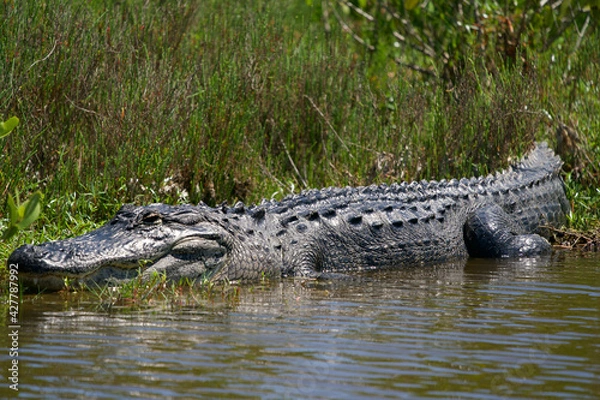 Obraz Alligator Sun Bathing