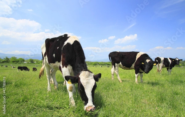 Obraz Cow and  blue  sky   in field