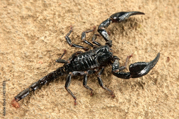 Obraz Black Scorpion
