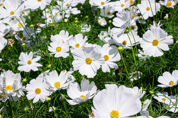 Obraz White mexican aster flowers in garden bright sunshine day on a background of green leaves. Cosmos bipinnatus. Select focus.