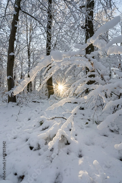 Obraz Sun in Winter || Sunstar