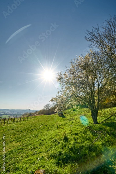 Fototapeta Spring -Sunny Day in Rheinhessen || Lensflare