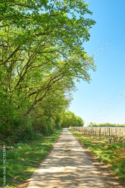 Obraz Fahrradweg Rheinhessen || Sommer