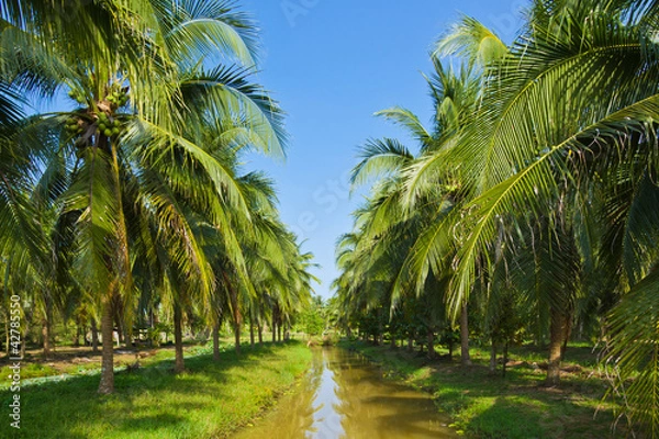 Fototapeta coconut trees on field