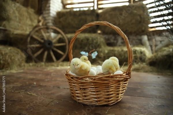 Obraz Happy Easter. Group of funny cute yellow chickens in basket