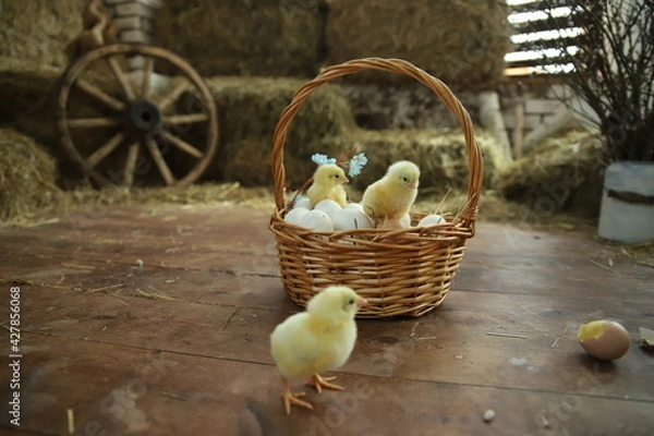 Obraz Happy Easter. Group of funny cute yellow chickens in basket