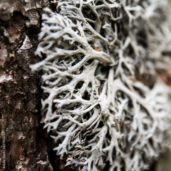Obraz lichen on tree
