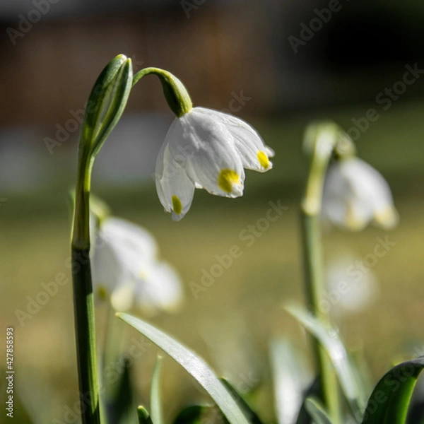 Obraz snowdrop flowers in spring