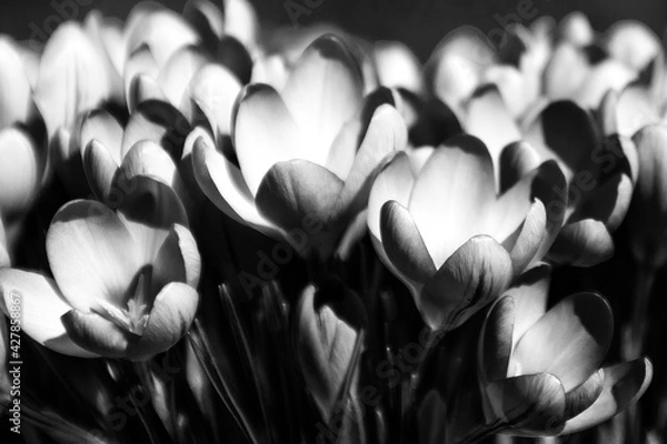 Obraz black and white crocus flower