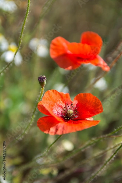 Obraz red poppy flower