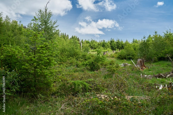 Obraz Taunus - Hessen || Wanderlust