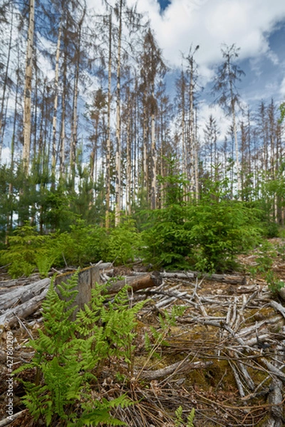Obraz Taunus - Hessen || Wanderlust