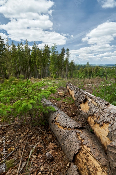 Obraz Taunus - Hessen || Wanderlust