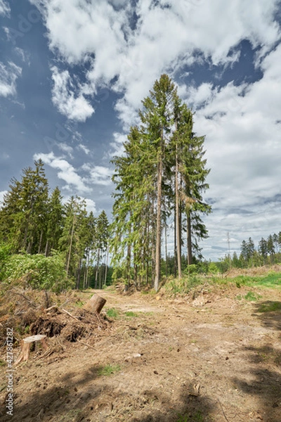 Obraz Taunus - Hessen || Wanderlust