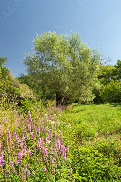 Obraz Rheinhessen Landscape || Wanderlust