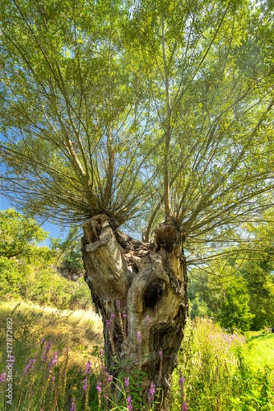 Obraz Rheinhessen Landscape || Wanderlust