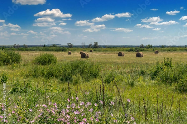 Fototapeta green field in summer after haymaking, hay rolls