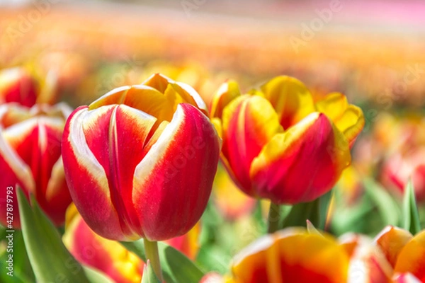 Obraz Colorful tulips Fields . colorful tulip flowers, red, yellow, white, orange, pink. 
