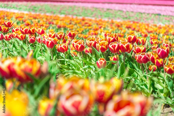 Obraz Colorful tulips Fields . colorful tulip flowers, red, yellow, white, orange, pink. 