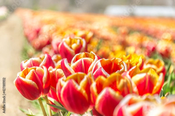 Obraz Colorful tulips Fields . colorful tulip flowers, red, yellow, white, orange, pink. 