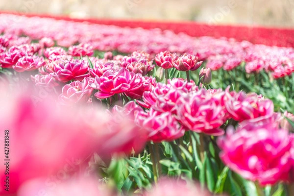 Obraz Colorful tulips Fields . colorful tulip flowers, red, yellow, white, orange, pink. 