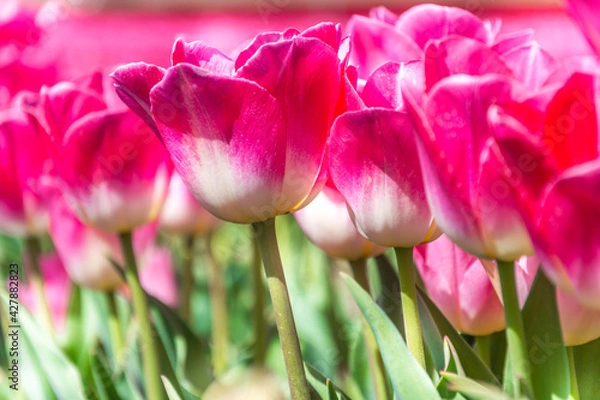 Obraz Colorful tulips Fields . colorful tulip flowers, red, yellow, white, orange, pink. 