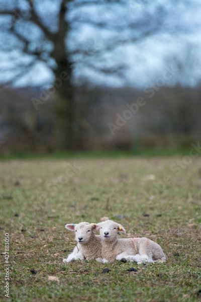 Obraz Two lambs lying together in a field