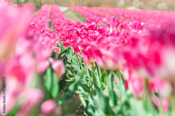 Obraz Colorful tulips Fields . colorful tulip flowers, red, yellow, white, orange, pink. 