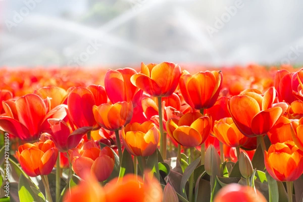 Obraz Colorful tulips Fields . colorful tulip flowers, red, yellow, white, orange, pink. 
