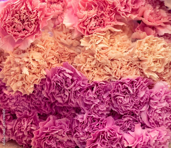 Fototapeta Three rows of red, pink and beige cloves are laying one on one , are snung on top of each other.