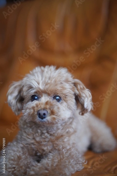 Fototapeta トイプードル