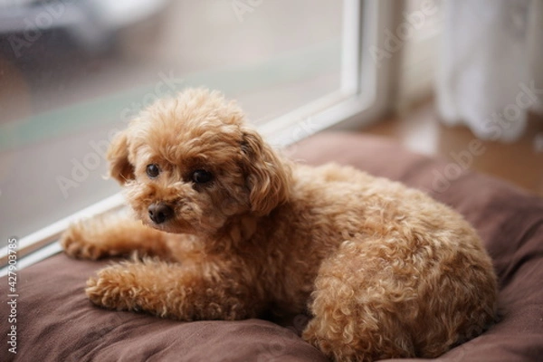 Obraz 真顔なトイプードル