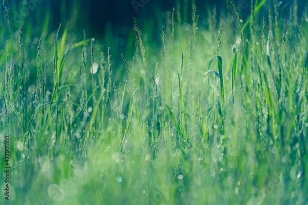 Obraz Morning dew on the grass