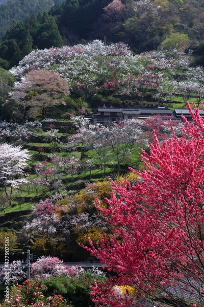 Fototapeta かみくきの花桃　彩る山里　（高知県　仁淀川町　上久喜）