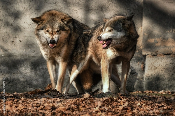 Obraz Two wolves (Canis lupus) near the wall in the leaves bared their teeth at the camera
