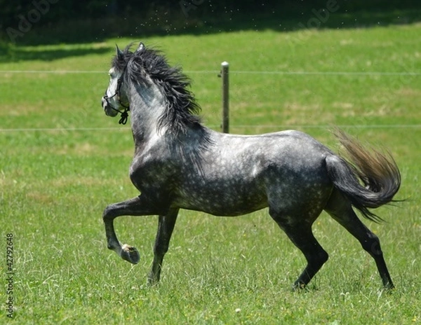 Obraz Lusitanien,PRL