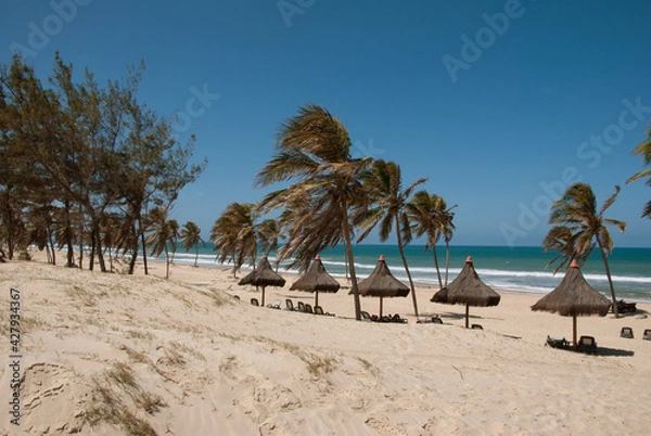 Obraz trees on the beach